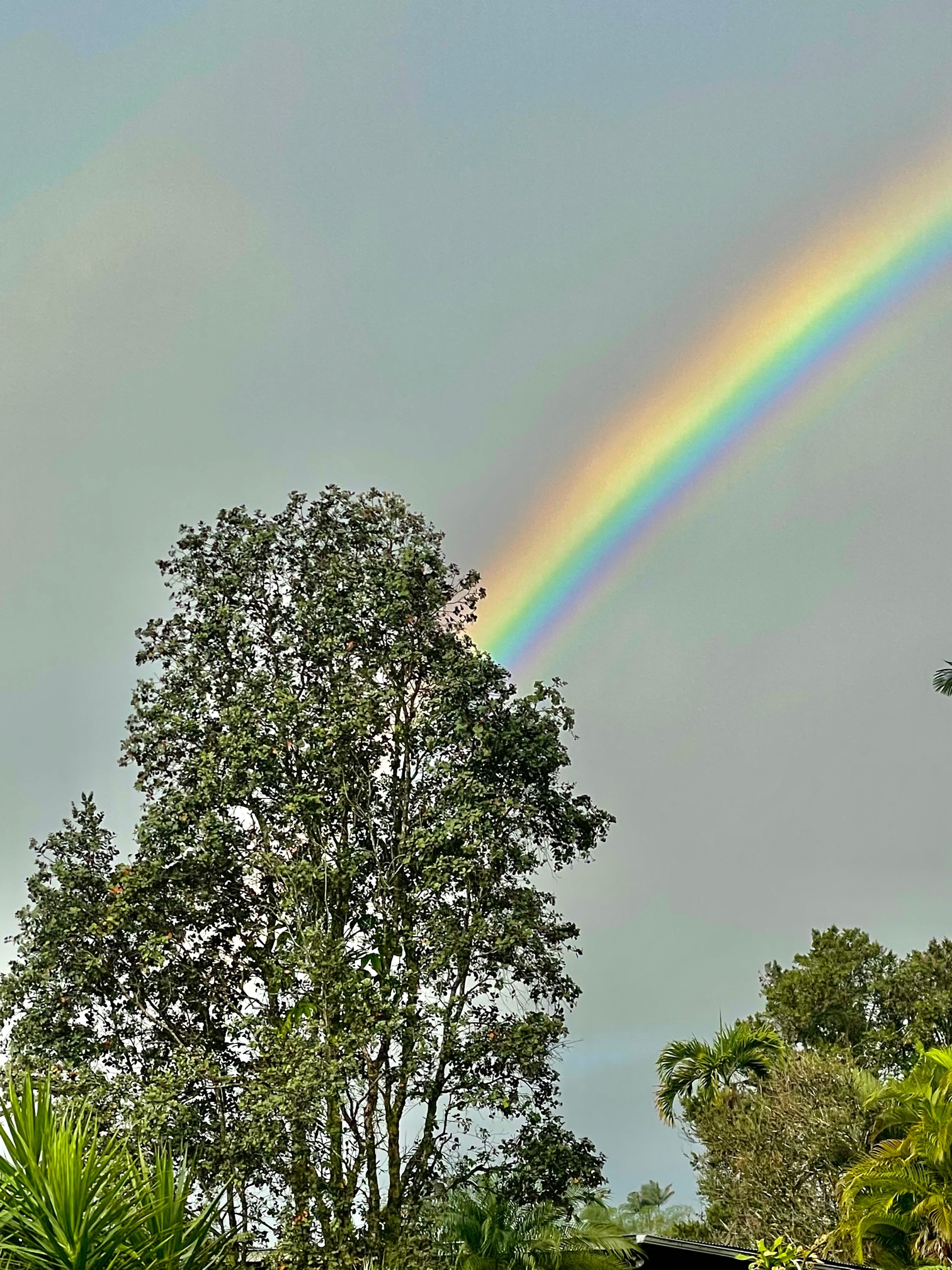 ʻŌhiʻa tree with bright rainbow RRomo
